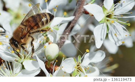 Nature in action- a honeybee with translucent wings and a fuzzy brown body is captured mid-forage on delicate white flowers with prominent yellow stamens. Nature in action- a honeybee with translucent wings and a fuzzy brown body is captured mid-forage on delicate white flowers with prominent yellow stamens. 136119473