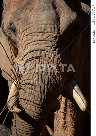 Weathered elephant face with tusks and deep wrinkles 136119717