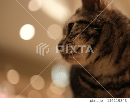 静かに横を向いて座るサバトラ猫の横顔 136119848