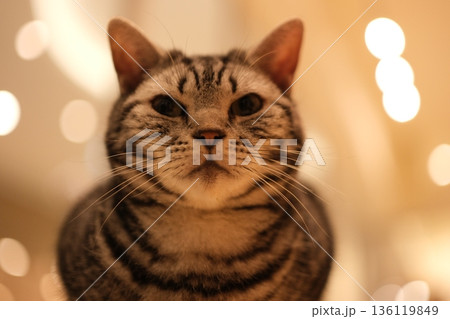 まっすぐ前を見つめるサバトラ猫の正面顔アップ まっすぐ前を見つめるサバトラ猫の正面顔アップ 136119849