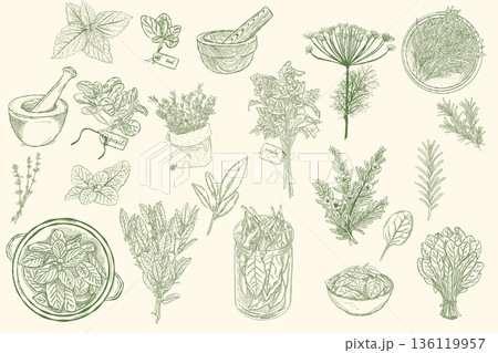 Vintage botanical herbs illustration set with hand drawn plants and kitchen elements Vintage botanical herbs illustration set with hand drawn plants and kitchen elements 136119957