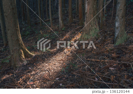 岩岳登山道、木立に差し込む冬の陽光 136120144