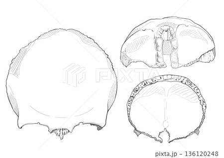 前頭骨 Frontal bone 前頭骨 Frontal bone 136120248