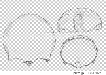 前頭骨 Frontal bone 前頭骨 Frontal bone 136120248