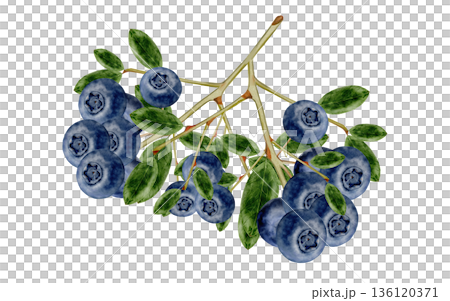 Blueberry branch watercolor. Hand-drawn blue berry on a white background. Botanical clip art. Perfect for food blog designs, organic store menus, and packaging for products and cosmetics. 136120371