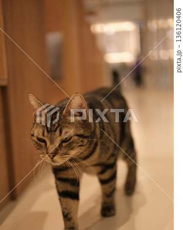 無言でゆっくり廊下を歩くキジトラ猫 無言でゆっくり廊下を歩くキジトラ猫 136120406