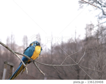 枝に止まり羽を休めるルリコンゴウインコ 136120408