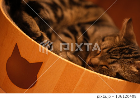 丸い木箱で丸くなって眠るキジトラ猫 136120409