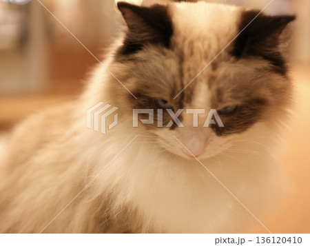 うっすら不機嫌そうな顔でうつむくラグドール風の長毛猫 うっすら不機嫌そうな顔でうつむくラグドール風の長毛猫 136120410