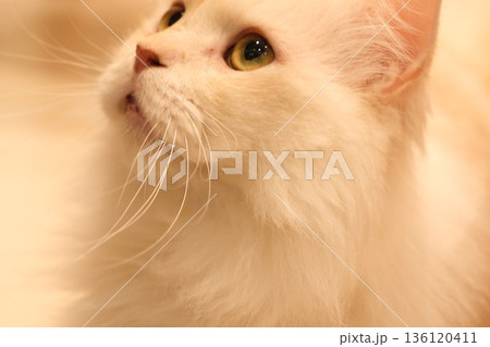 明るい室内で上を見つめる白い長毛猫の横顔 136120411