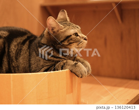 木箱に前足をかけてくつろぐキジトラ猫 136120413