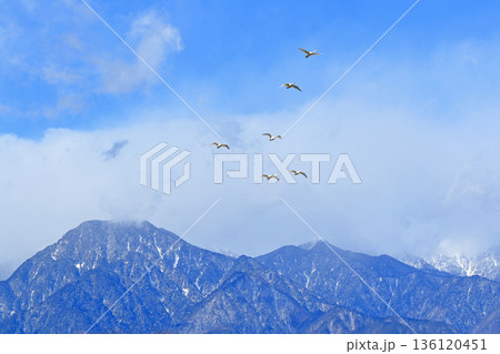 安曇野の冬　空を飛ぶ白鳥 136120451