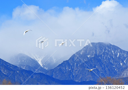 安曇野の冬　空を飛ぶ白鳥 136120452
