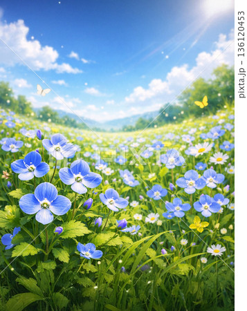 オオイヌノフグリ咲く春の花畑イラスト 136120453