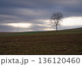 曇天に佇む精霊の木、静寂の丘の風景 曇天に佇む精霊の木、静寂の丘の風景 136120460