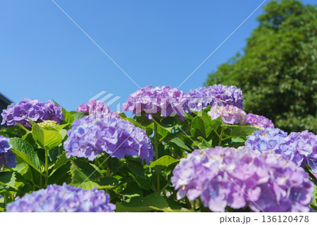 梅雨だけど晴れの日の紫陽花 136120478