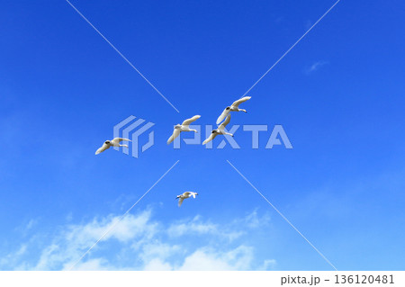 安曇野の冬　空を飛ぶ白鳥 136120481