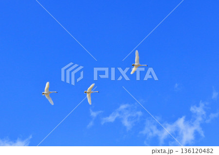 安曇野の冬　空を飛ぶ白鳥 136120482