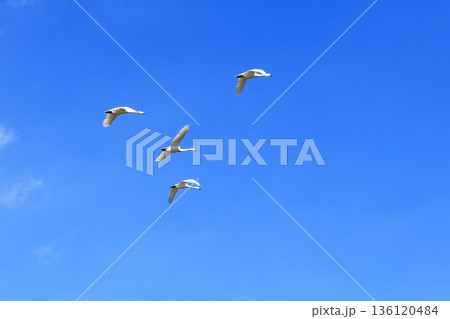安曇野の冬　空を飛ぶ白鳥 136120484