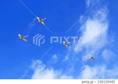 安曇野の冬　空を飛ぶ白鳥 136120485
