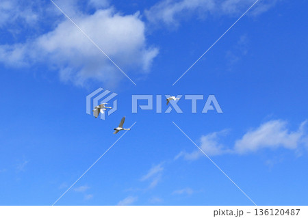 安曇野の冬　空を飛ぶ白鳥 136120487
