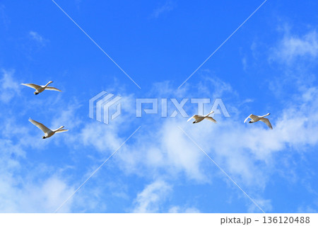 安曇野の冬　空を飛ぶ白鳥 136120488