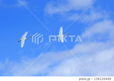 安曇野の冬　空を飛ぶ白鳥 136120489