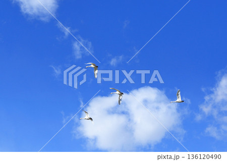 安曇野の冬　空を飛ぶ白鳥 136120490