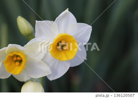 冬の庭に咲く白い花びらにオレンジ色の副花冠を持つフサザキスイセンの花 136120507
