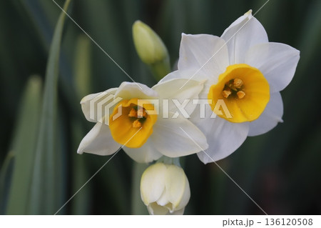 冬の庭に咲く白い花びらにオレンジ色の副花冠を持つフサザキスイセンの花 136120508