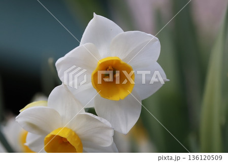 冬の庭に咲く白い花びらにオレンジ色の副花冠を持つフサザキスイセンの花 冬の庭に咲く白い花びらにオレンジ色の副花冠を持つフサザキスイセンの花 136120509