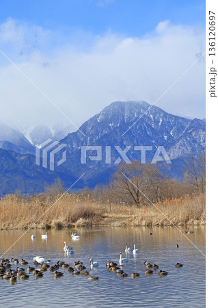 冬の安曇野　御宝田遊水池の白鳥と鴨 136120697