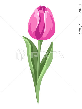 Illustration of tulip flower. Beautiful decorative realistic plant. Illustration of tulip flower. Beautiful decorative realistic plant. 136120794