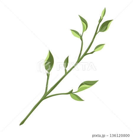 Illustration of branch with leaves. Spring young foliage. 136120800