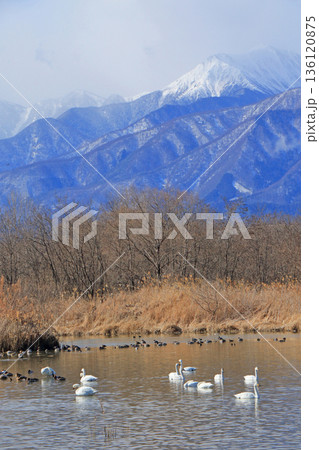 冬の安曇野 御宝田遊水池の白鳥と鴨 冬の安曇野 御宝田遊水池の白鳥と鴨 136120875