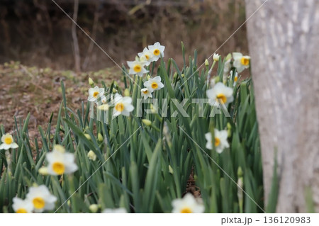 冬の公園に咲く白い花びらに黄色い副花冠のフサザキスイセンの花 冬の公園に咲く白い花びらに黄色い副花冠のフサザキスイセンの花 136120983