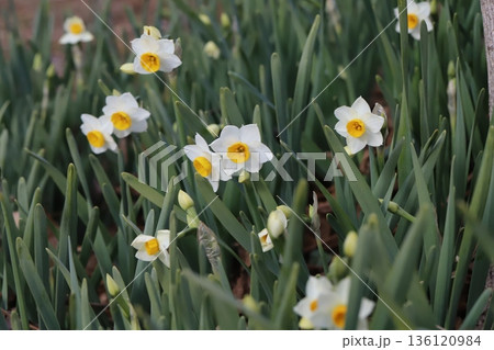 冬の公園に咲く白い花びらに黄色い副花冠のフサザキスイセンの花 冬の公園に咲く白い花びらに黄色い副花冠のフサザキスイセンの花 136120984
