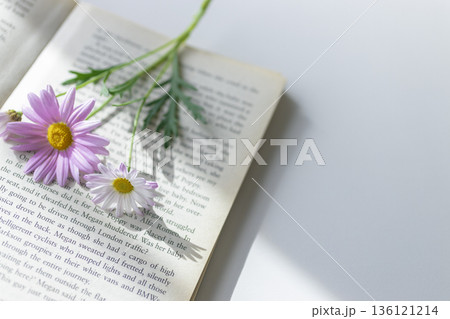 白背景の余白　本の上のピンクのマーガレットと春の光 136121214