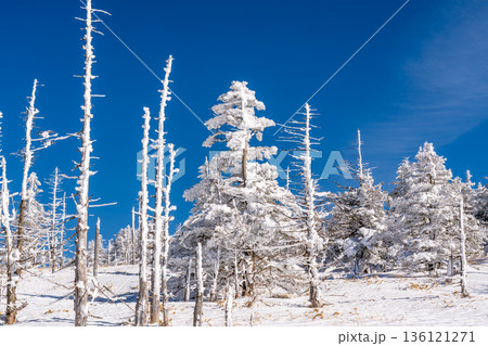 雪の北八ヶ岳 スノーハイク 雪の北八ヶ岳 スノーハイク 136121271