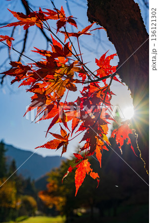 逆光に透ける紅葉、鮮やかなモミジの葉脈と日差し、晩秋の情景 逆光に透ける紅葉、鮮やかなモミジの葉脈と日差し、晩秋の情景 136121302