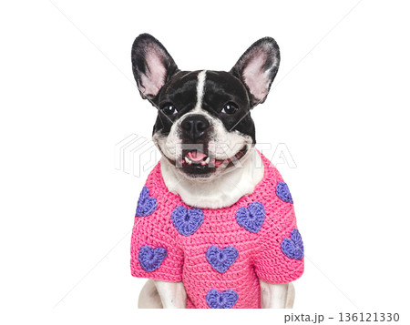 Cute puppy. Dog smile. Greeting card Cute puppy. Dog smile. Greeting card 136121330