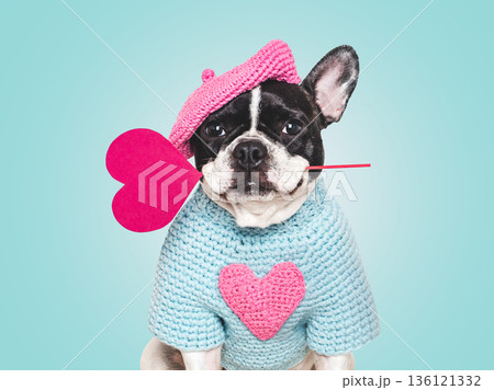 Cute puppy and red heart. Studio shot Cute puppy and red heart. Studio shot 136121332