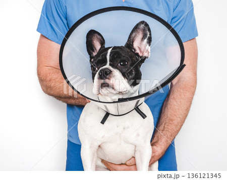 Veterinarian examining a French Bulldog in veterinary clinic 136121345