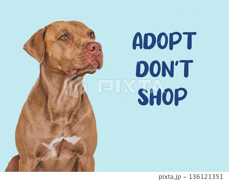 Funny brown dog with ADOPT DON'T SHOP text 136121351