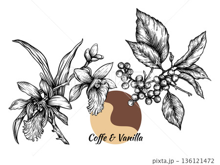 Coffee and vanilla hand-drawn botanical illustration Coffee and vanilla hand-drawn botanical illustration 136121472