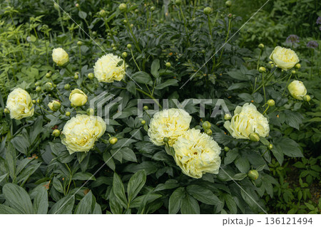 Paeonia, peony Lemon Chiffon blooms in the garden in summer 136121494