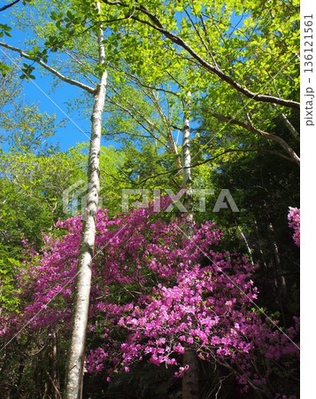甲武信ヶ岳・千曲源流登山道のミツバツツジと白樺の新緑 136121561