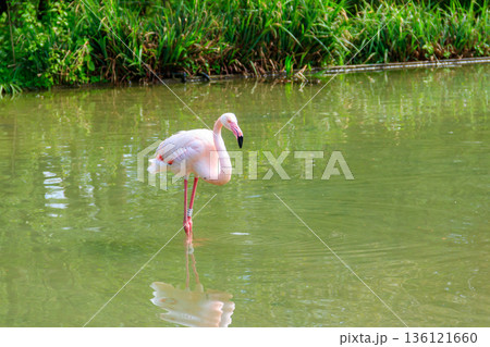 Lesser flamingo (Phoenicoparrus minor) in a lake 136121660