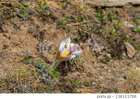 Eastern pasqueflower (Pulsatilla patens), also known as prairie crocus, cutleaf anemone, rock lily Eastern pasqueflower (Pulsatilla patens), also known as prairie crocus, cutleaf anemone, rock lily 136121706