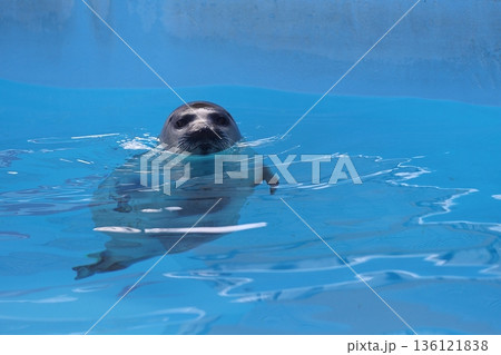 水面から顔を出して浮かぶゴマフアザラシ 水面から顔を出して浮かぶゴマフアザラシ 136121838
